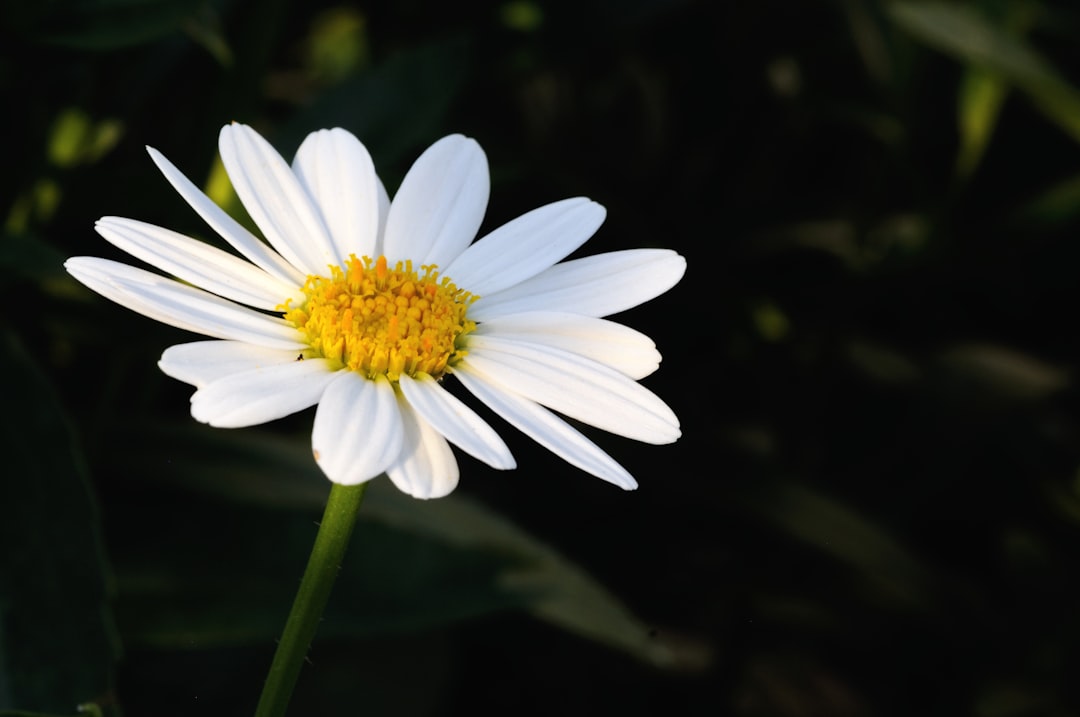 Chamomile (Matricaria chamomilla) (image credits: unsplash)