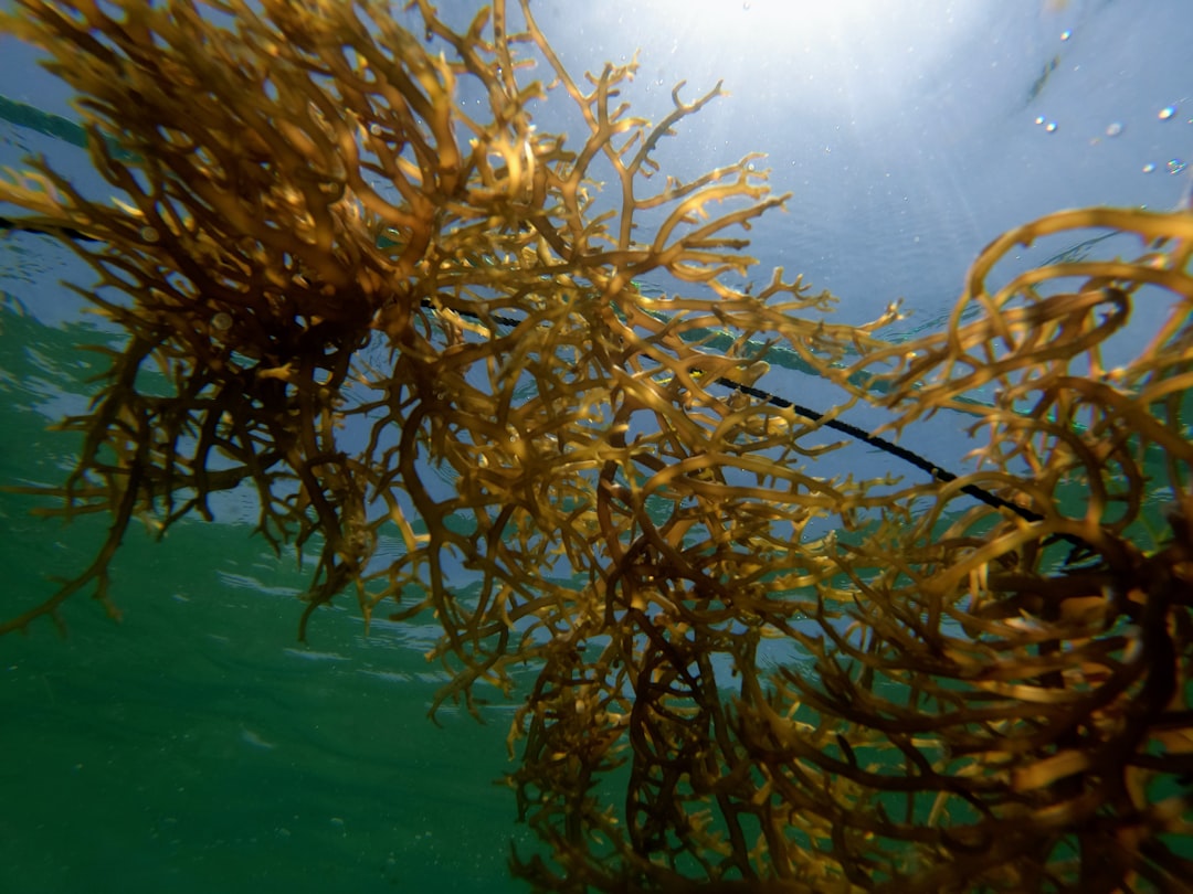 Irish Moss: The Celtic Thickener (image credits: unsplash)