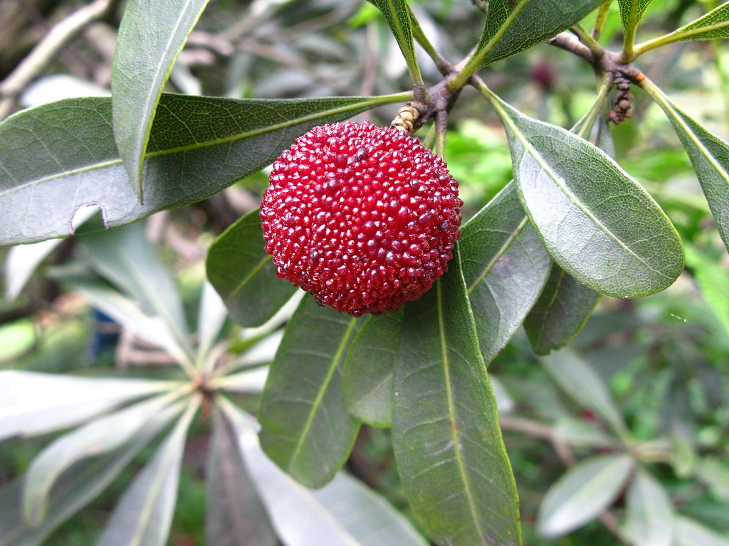 Yangmei (Chinese Bayberry) - The Bumpy Red Treasure (Image Credits: Flickr)