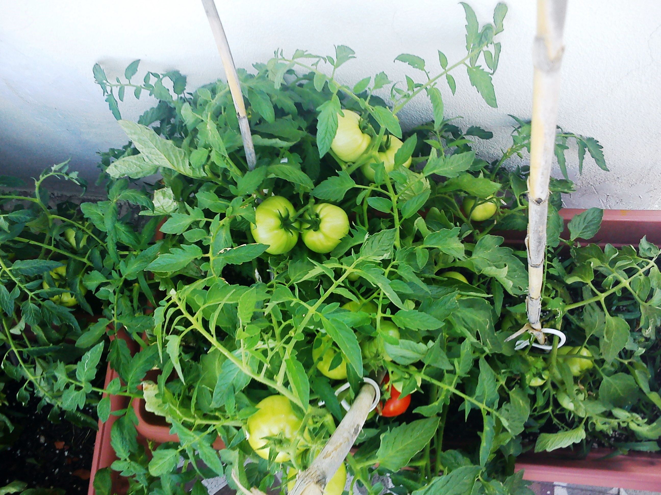 Back to the Roots: Home Gardening Takes Off (image credits: wikimedia)