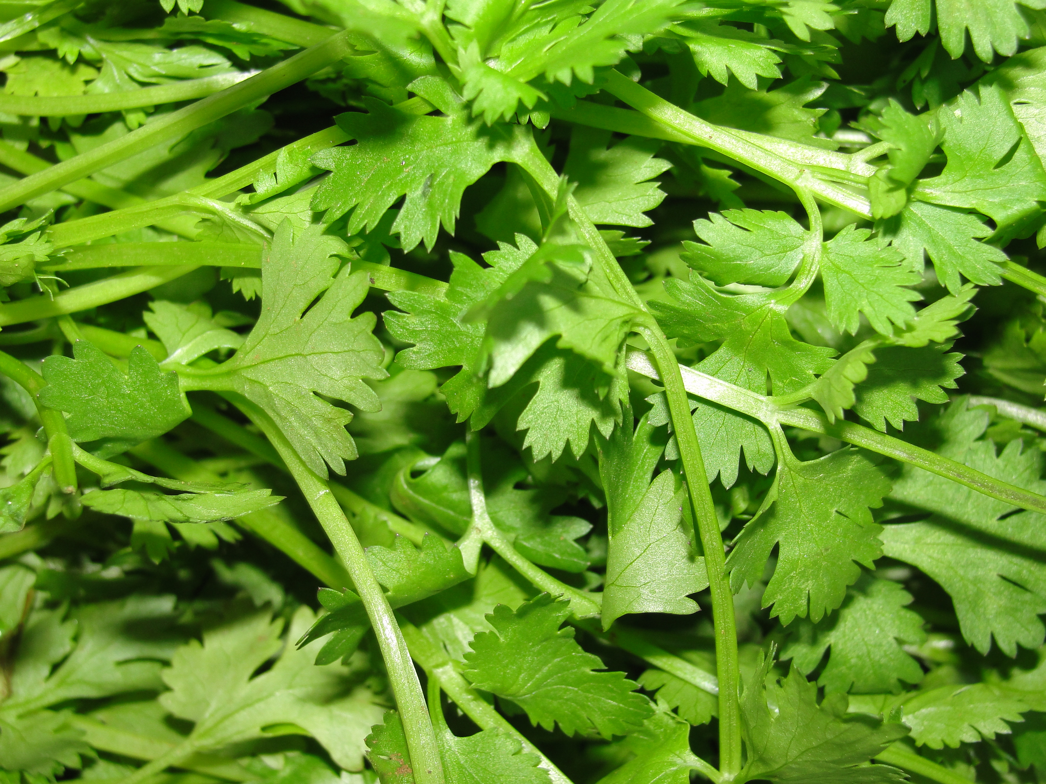 The Science Behind Coriander's Health Powers (image credits: By Thamizhpparithi Maari, CC BY-SA 3.0, https://commons.wikimedia.org/w/index.php?curid=17870796)