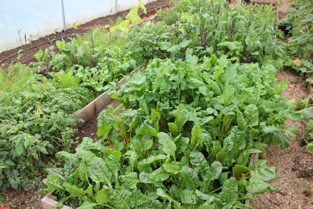Leafy Greens (Spinach, Kale, Arugula): The Low-Calorie, High-Nutrient Powerhouses (image credits: flickr)