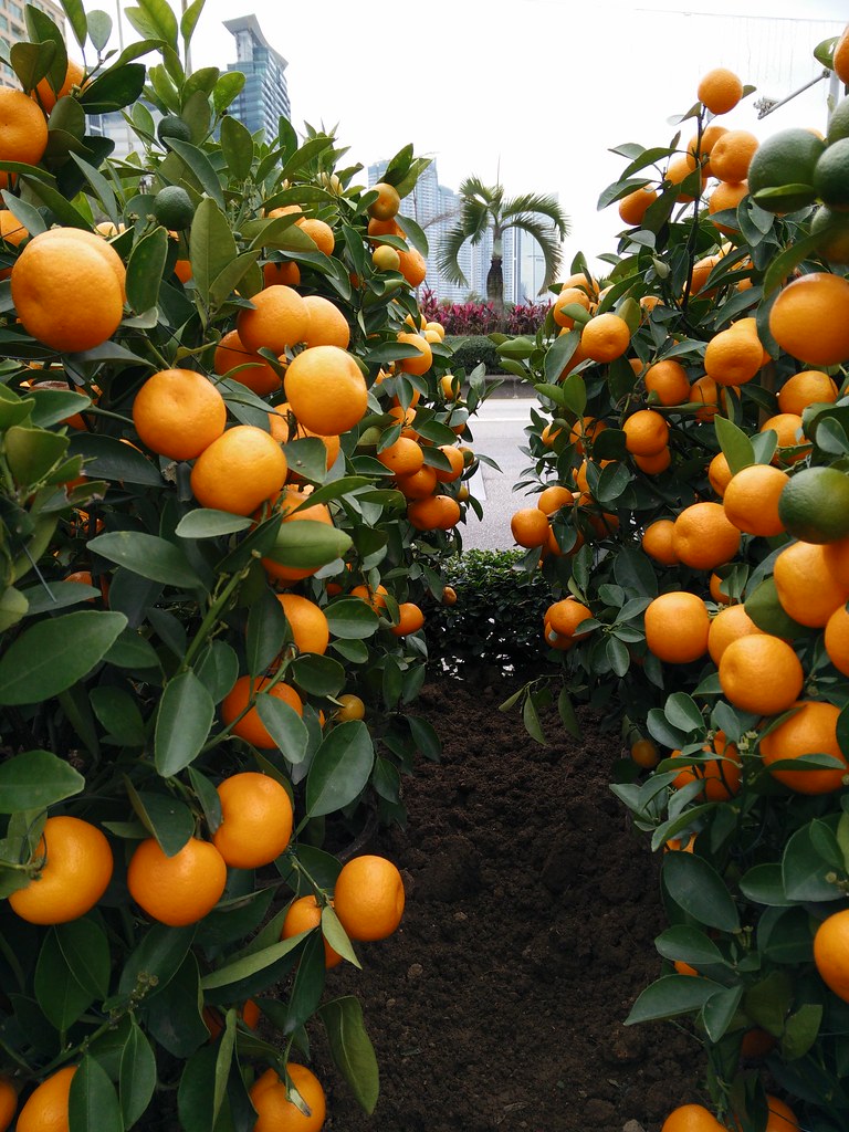 The Growing Movement Taking Root in American Cities (image credits: flickr)