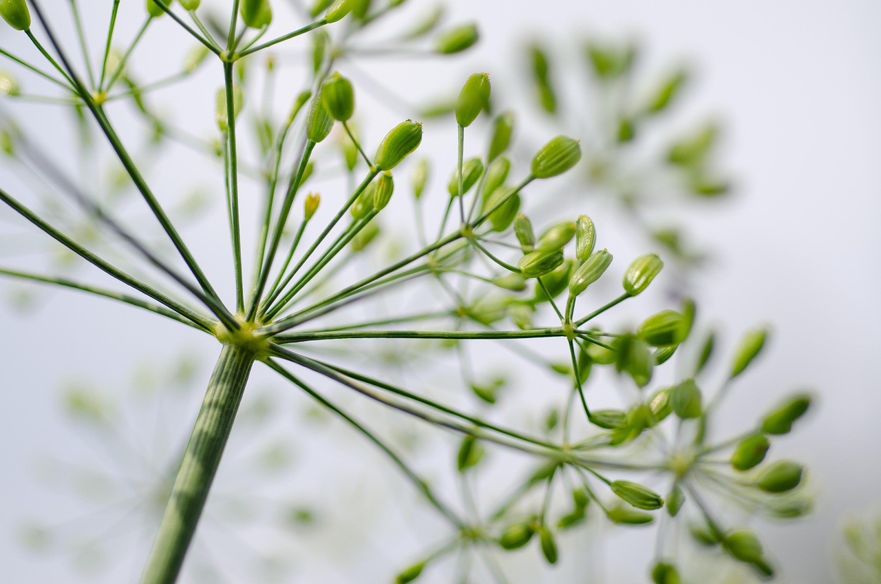 Utilize Herbs and Spices (image credits: pixabay)