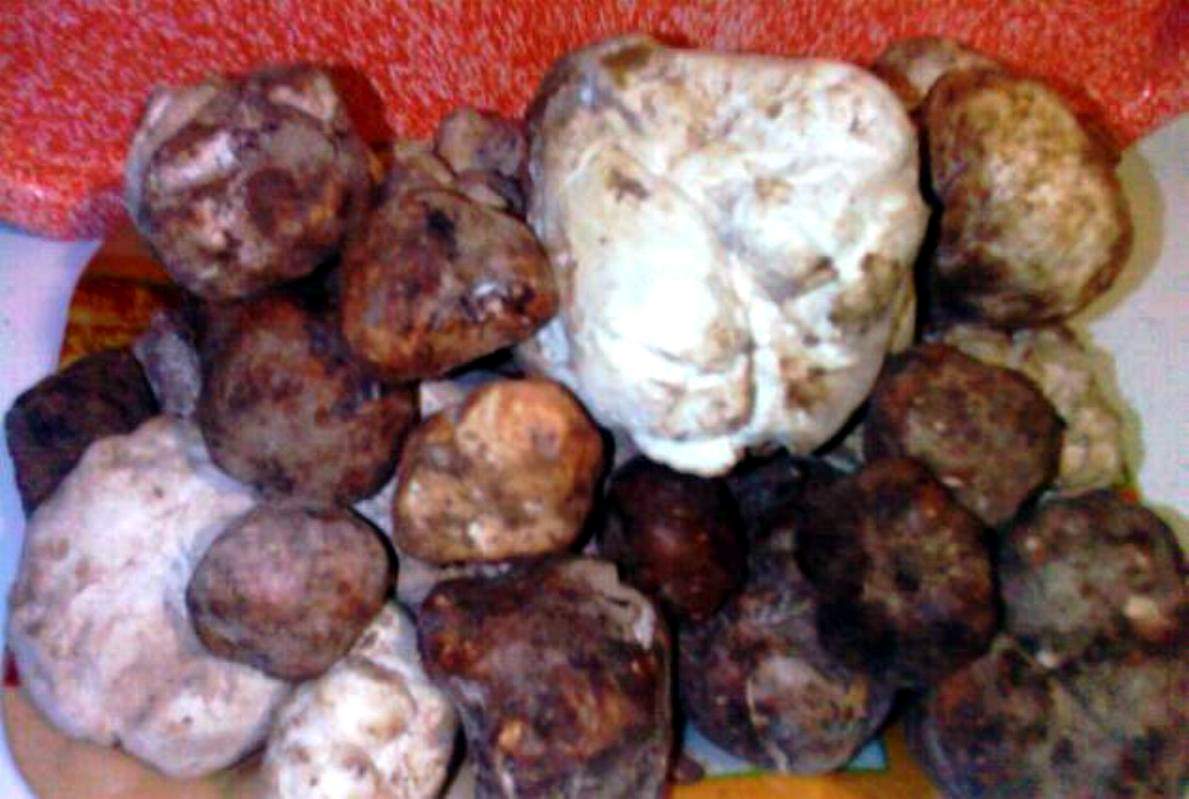 Truffles: The Disappearing Delicacy (image credits: wikimedia)