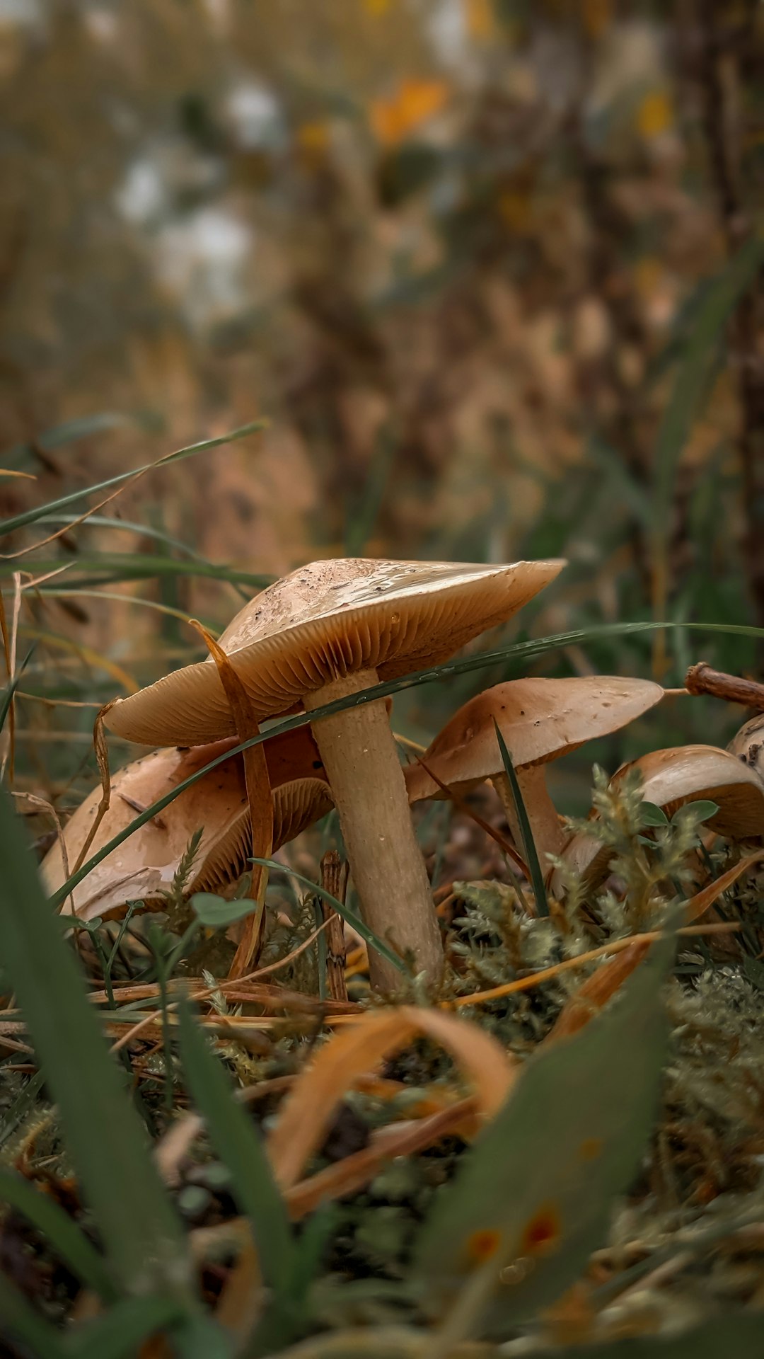 Wild Foraged Mushrooms Without Certification (image credits: unsplash)