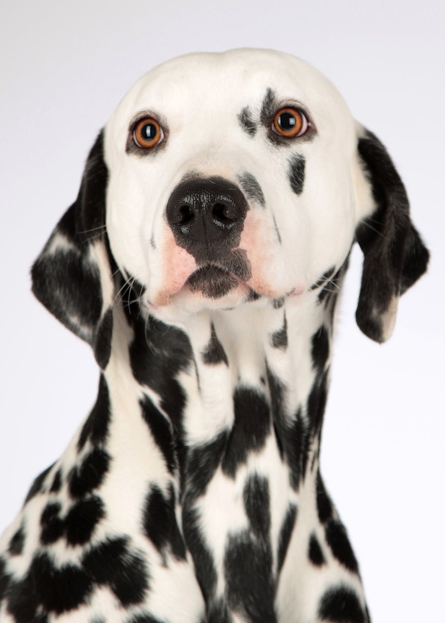 Why Some Dog Breeds Face Higher Risk (image credits: pixabay)