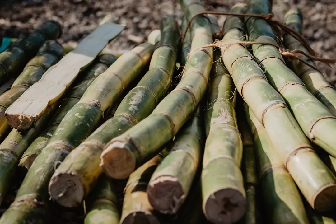 Hawaiian Legacy Sugarcane (Image Credits: Unsplash)