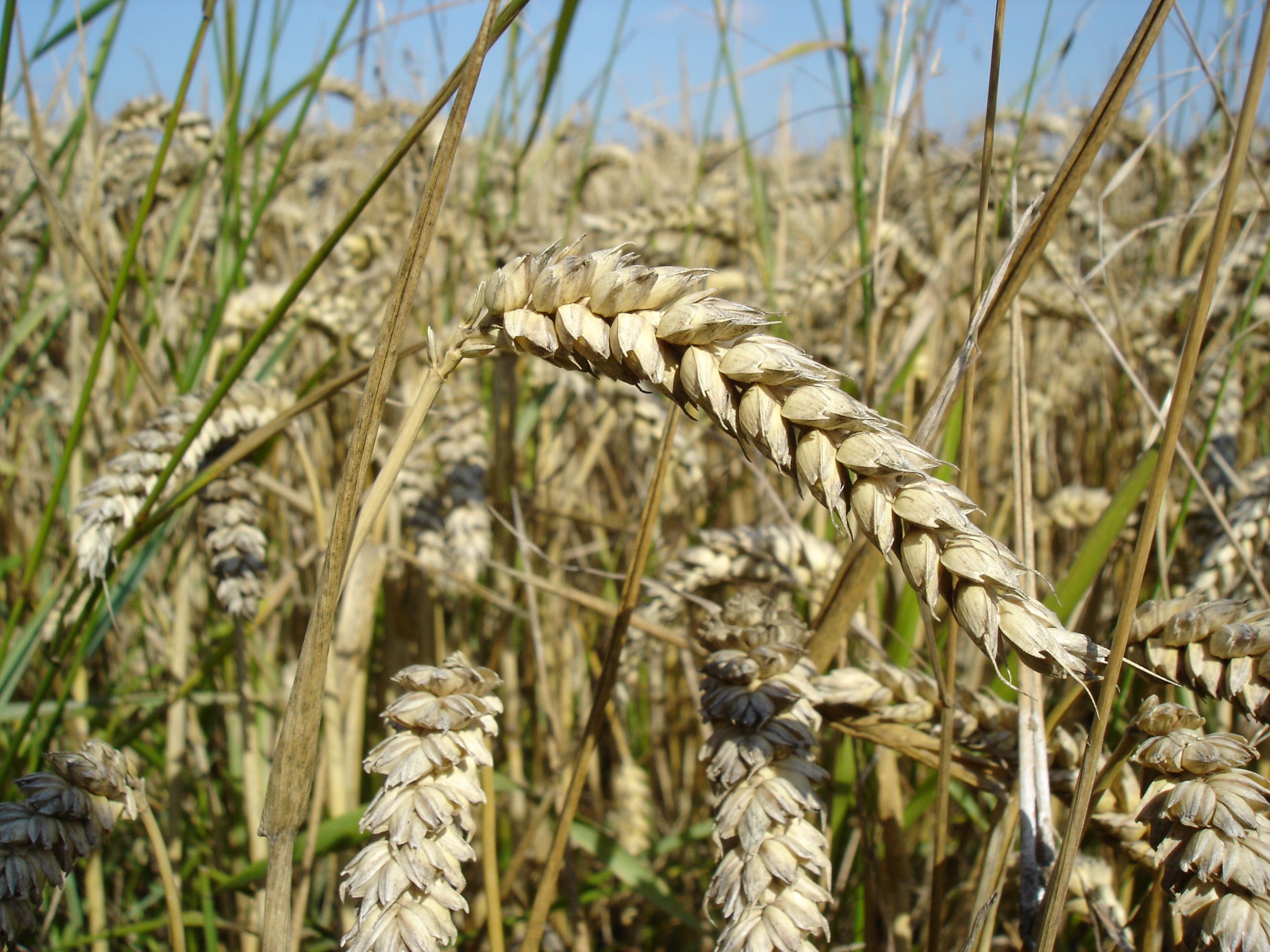 What Exactly Is Gluten? (image credits: wikimedia)