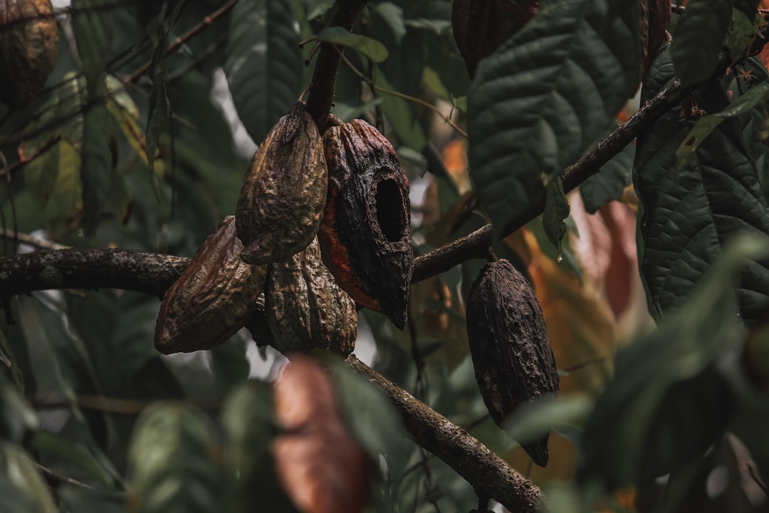 Devastating Disease Outbreaks Wipe Out Entire Cocoa Farms (image credits: unsplash)