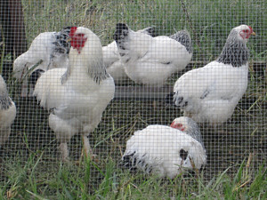 There Are More Chickens on Earth Than Humans (image credits: flickr)