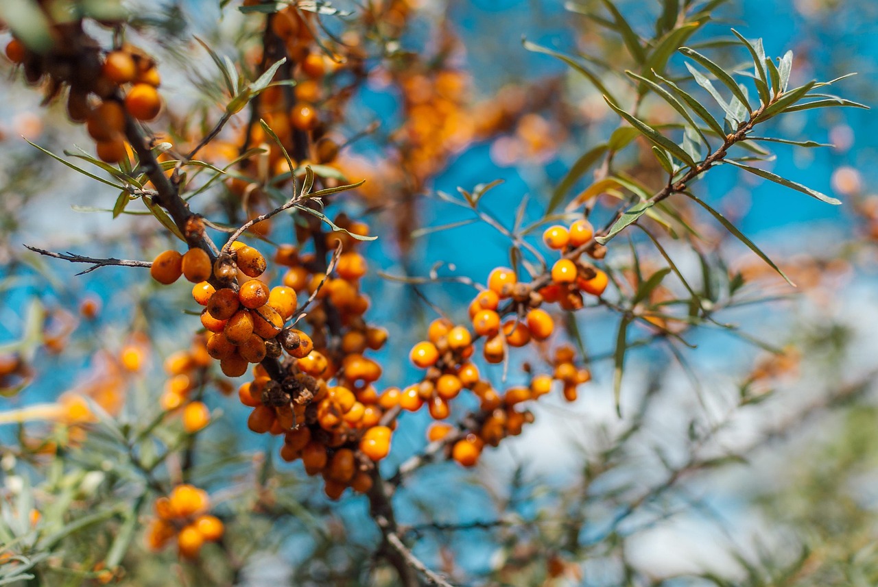 9. Include Cholesterol-Lowering Plant Sterols and Stanols (image credits: pixabay)