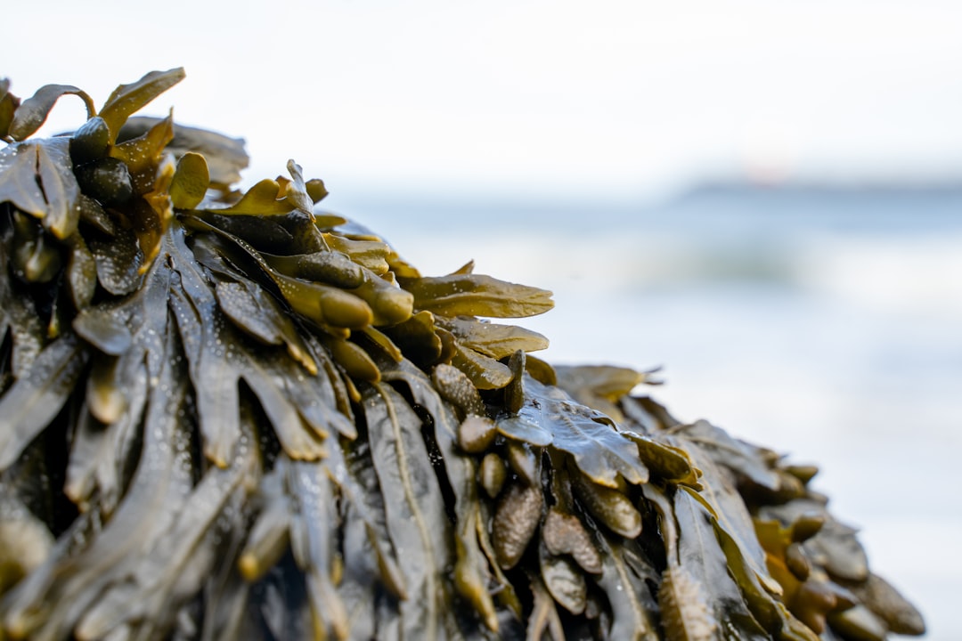 Seaweed: Iodine and Micronutrients from the Ocean (image credits: unsplash)