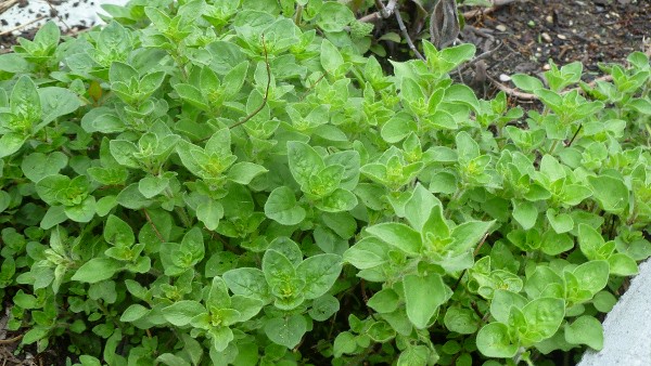 Oregano: The Pizza Herb That Conquered America (image credits: flickr)