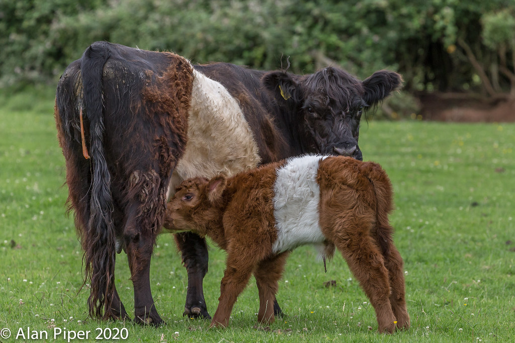 Technology Meets Tradition (Image Credits: Flickr)