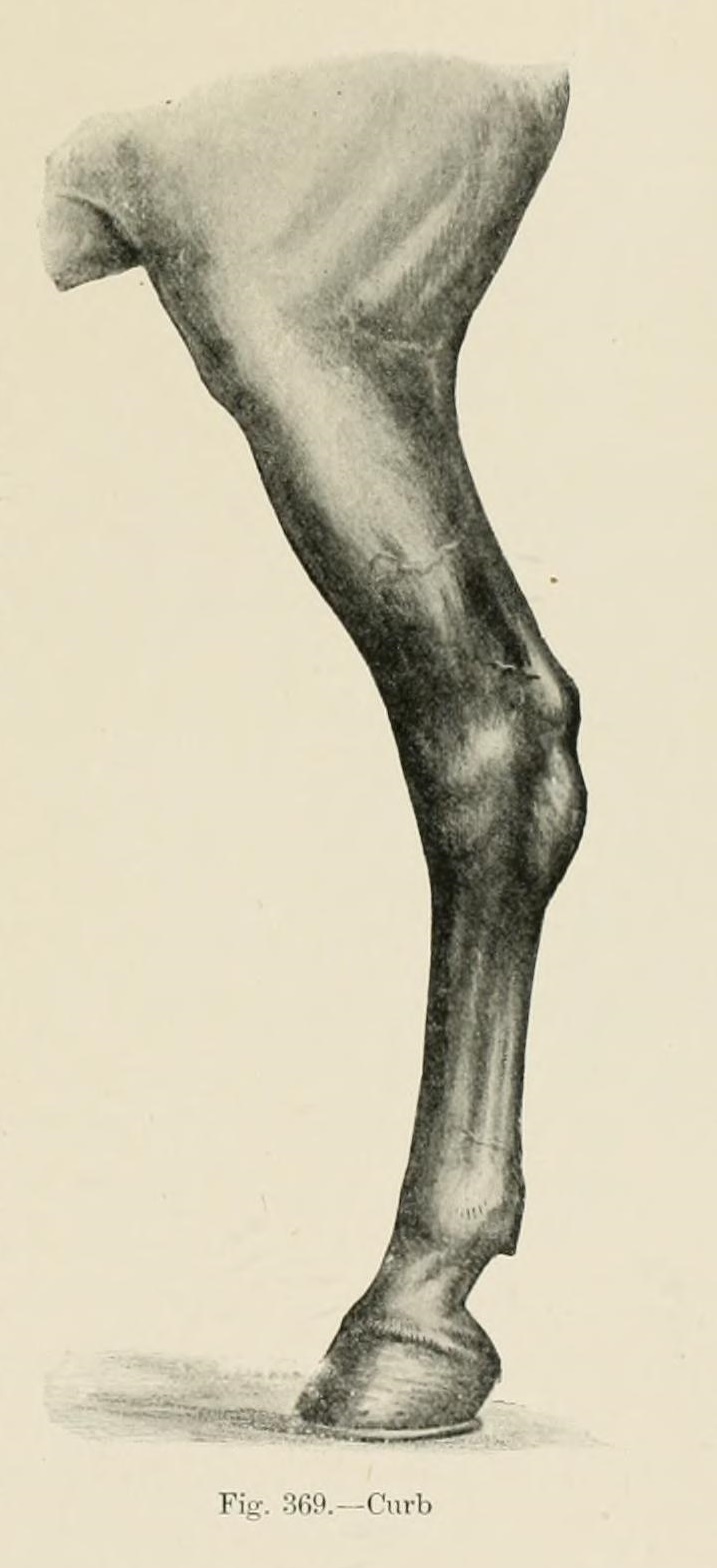 Supports Bone Health (image credits: wikimedia)