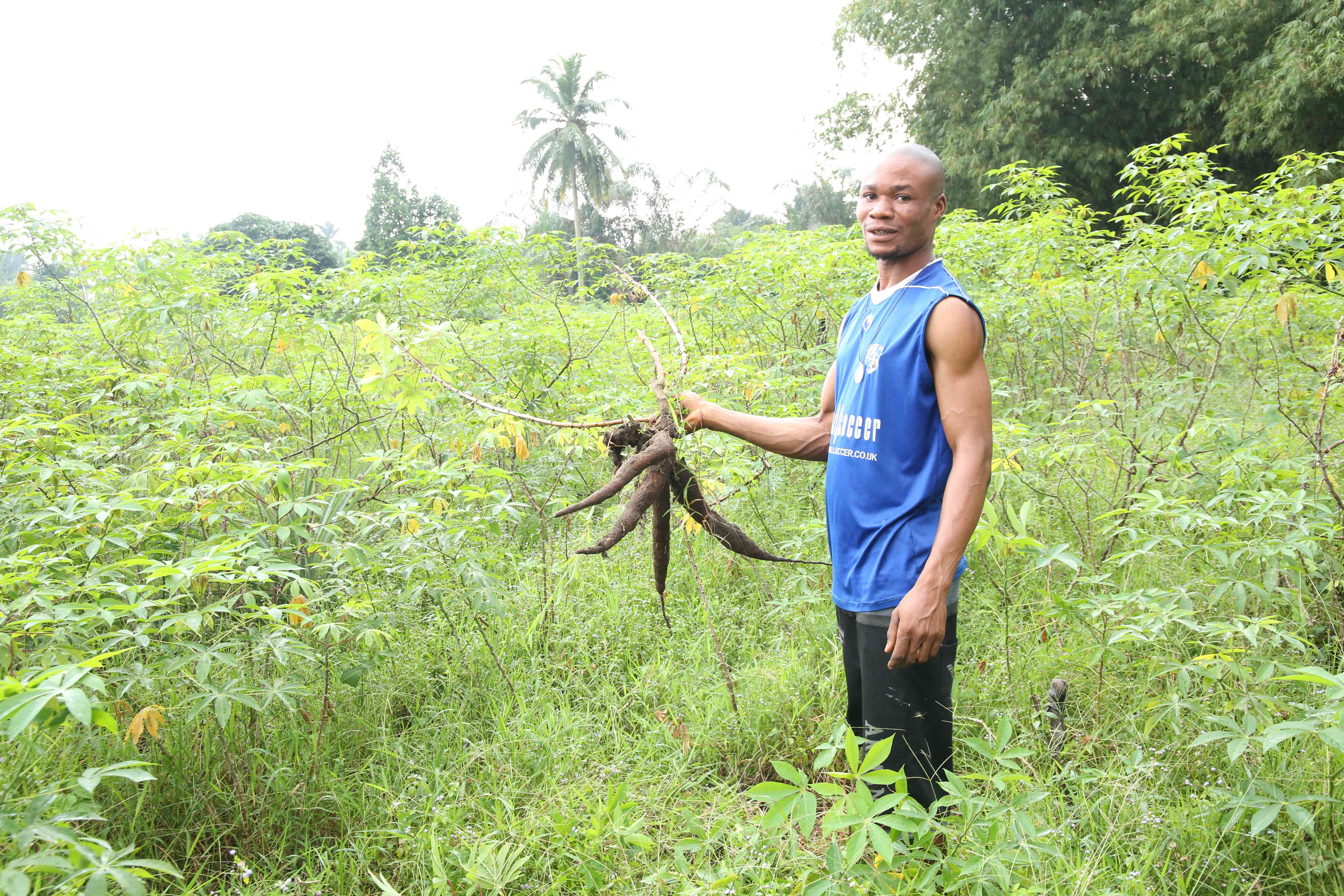 Democratic Republic of Congo: Cassava Culture Dominates (Image Credits: Wikimedia)