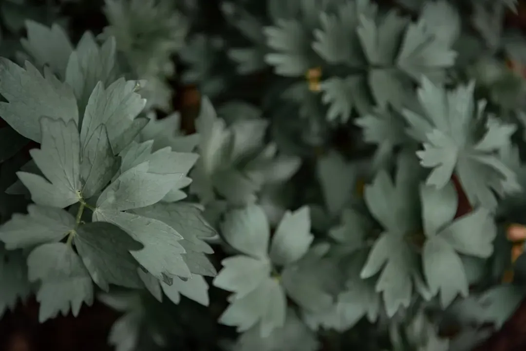 Lovage (Image Credits: Unsplash)