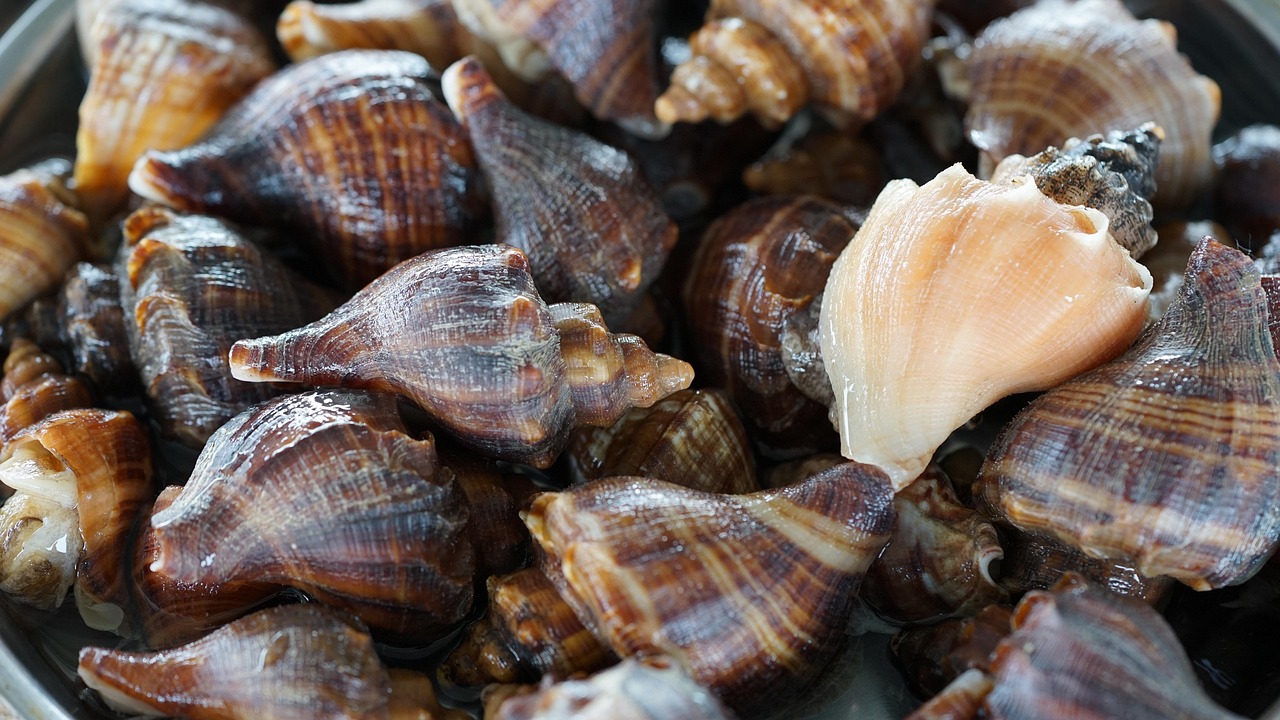Whelk - Spiraled Sea Snails (image credits: pixabay)