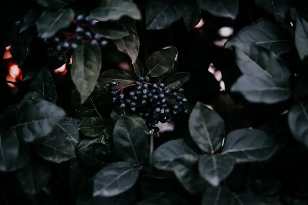 Wild Black Raspberry: The Bramble Nobody Plants (Image Credits: Unsplash)