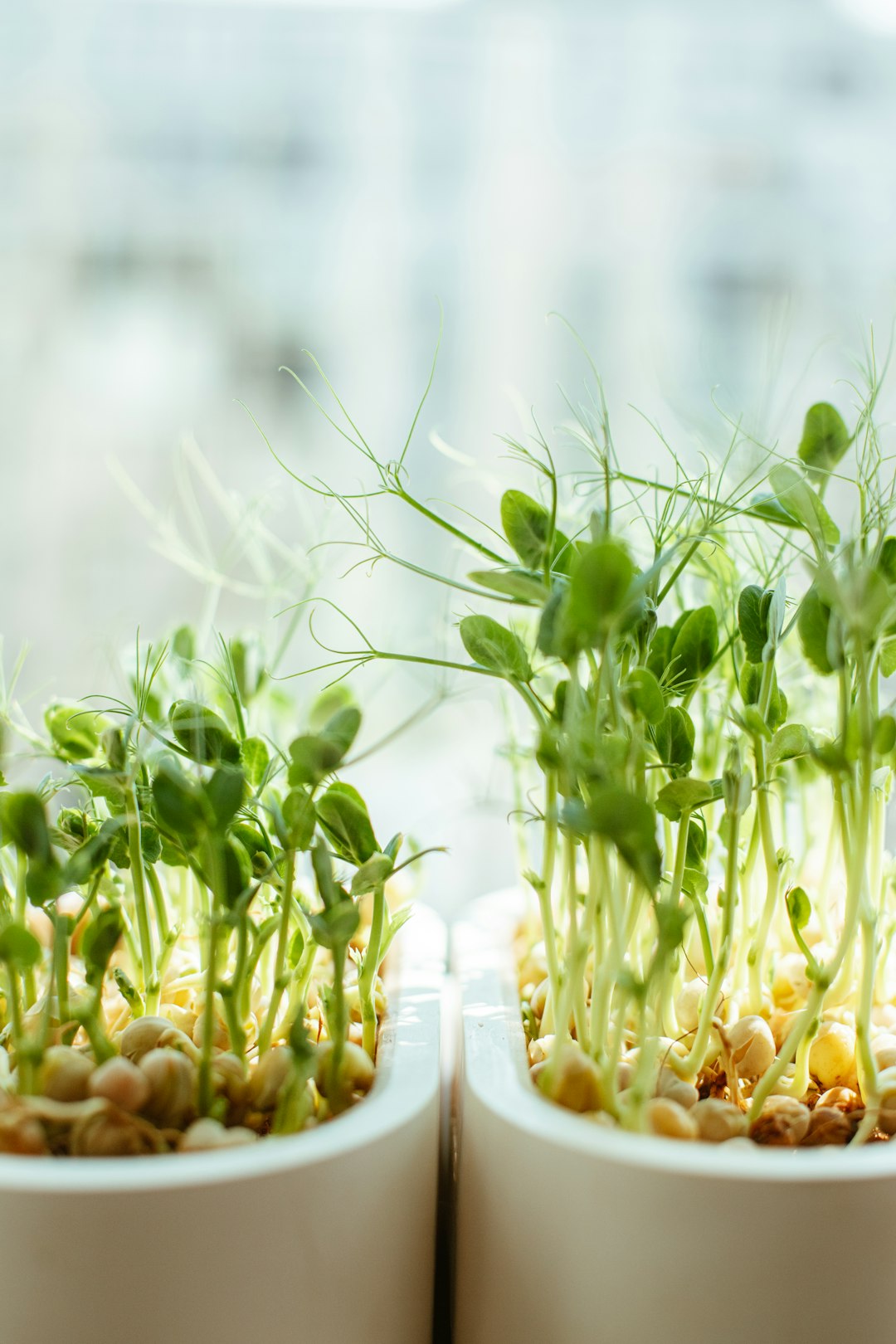 Fresh Sprouts: The Perfect Bacterial Nursery (image credits: unsplash)