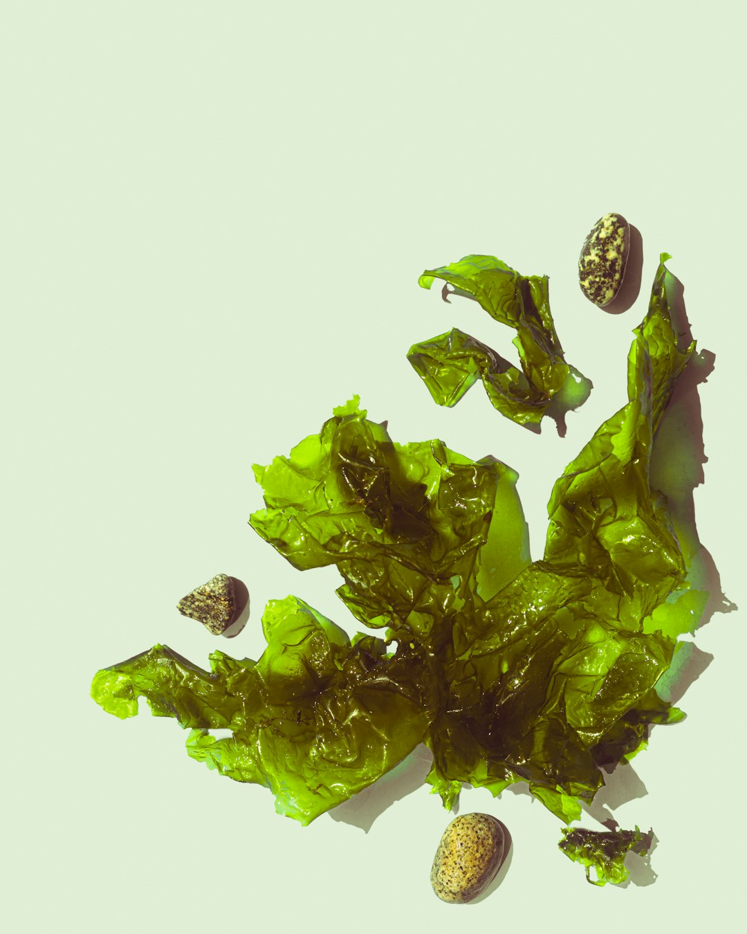 Sea Vegetables: The Minerals from the Sea (image credits: unsplash)
