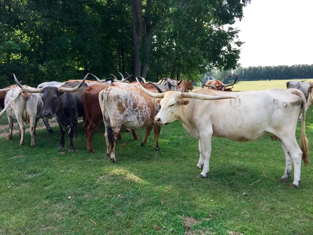 Why Rebuilding the Herd Is Painfully Slow (Image Credits: Flickr)