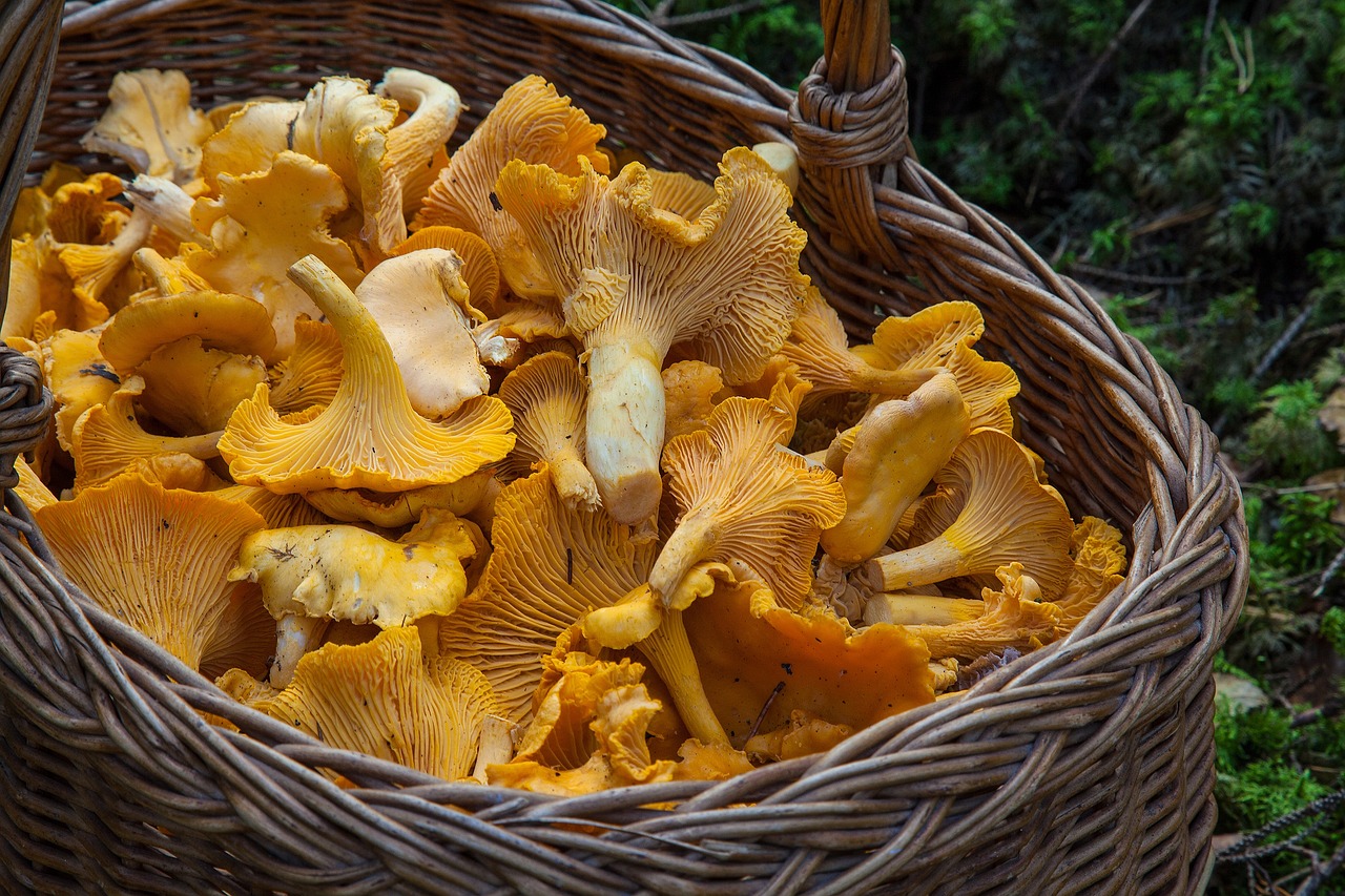 5. Functional Mushrooms in Everything (image credits: pixabay)
