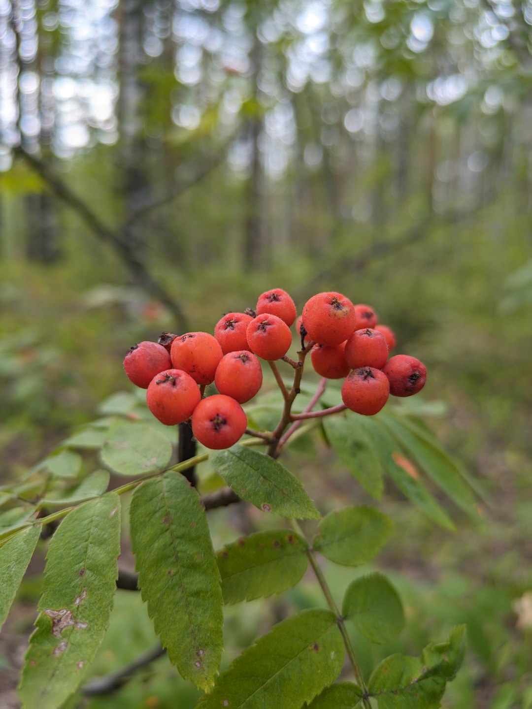 Seasonal Foraging in Sweden (image credits: unsplash)