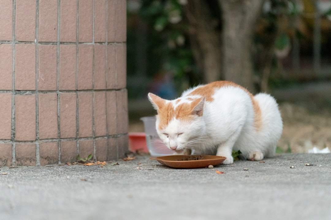 Feeding Inappropriate Portions (image credits: unsplash)