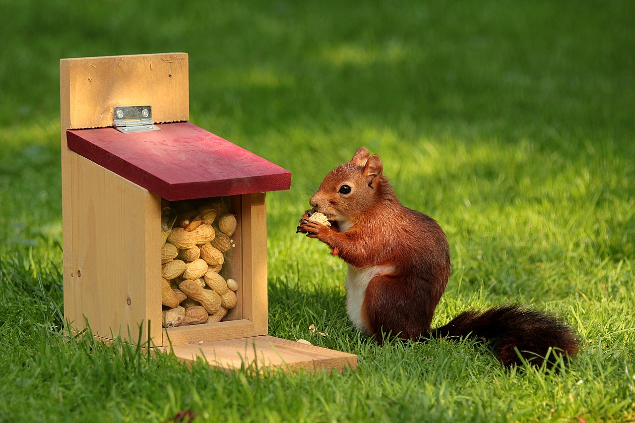 Florida's Peanut Struggles: The Sunshine State's Weather Woes (image credits: pixabay)
