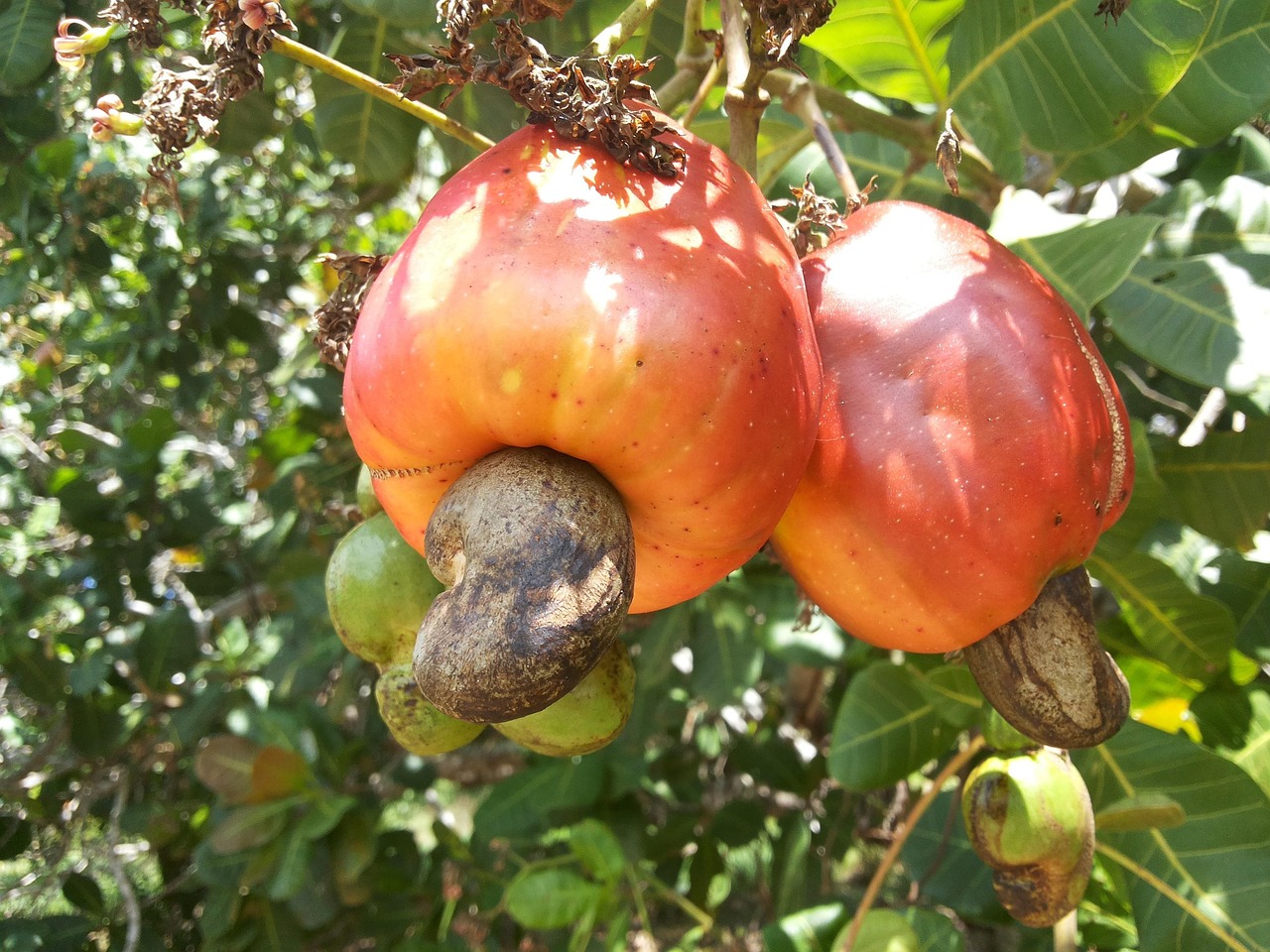 The Hidden Sugar Trap in Processed Cashews (image credits: pixabay)