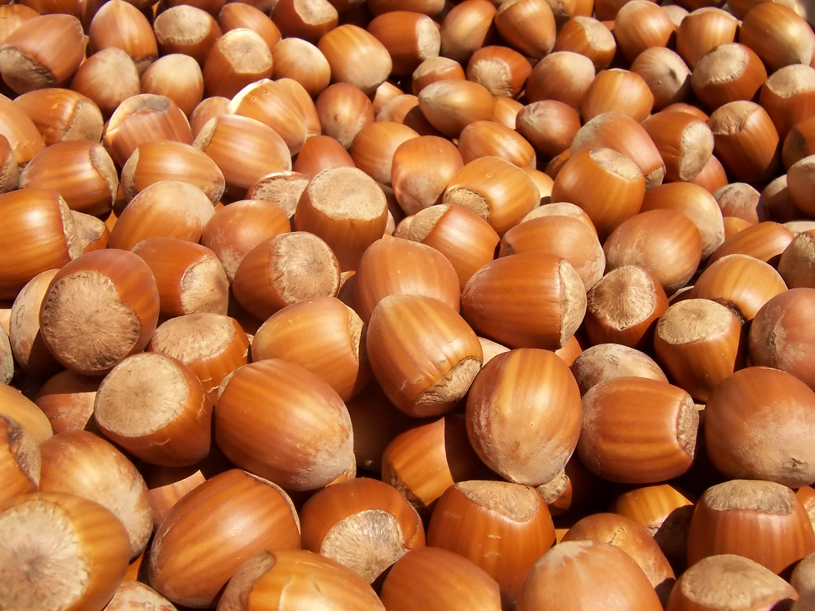 Hazelnuts: Rich in Antioxidants, but Often Overlooked (image credits: wikimedia)