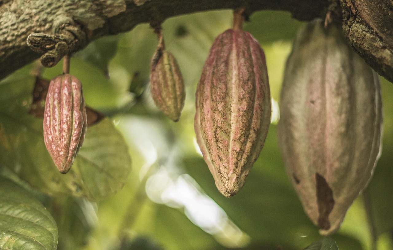 Sustainable Practices in Chocolate Production (image credits: pixabay)