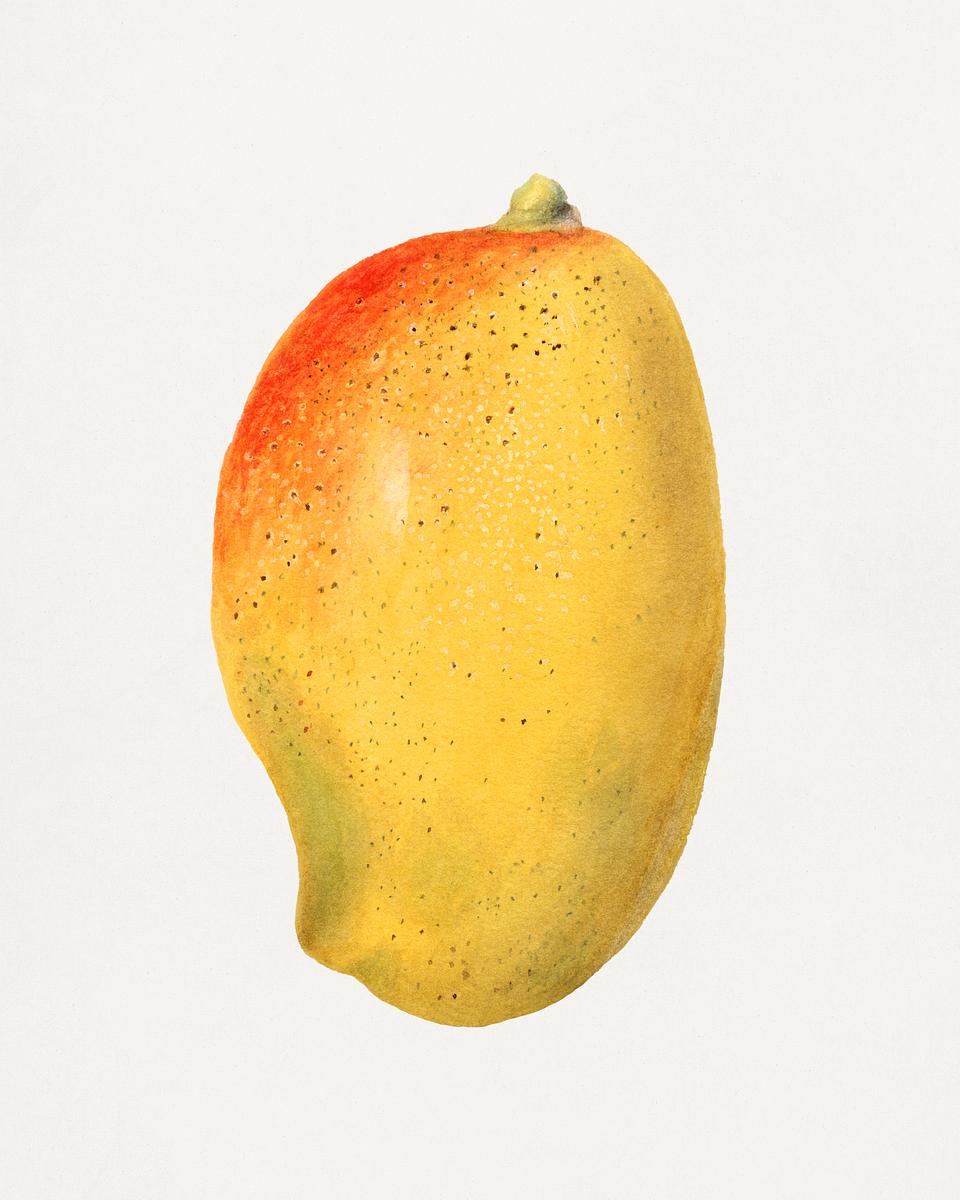 Mangoes (image credits: rawpixel)