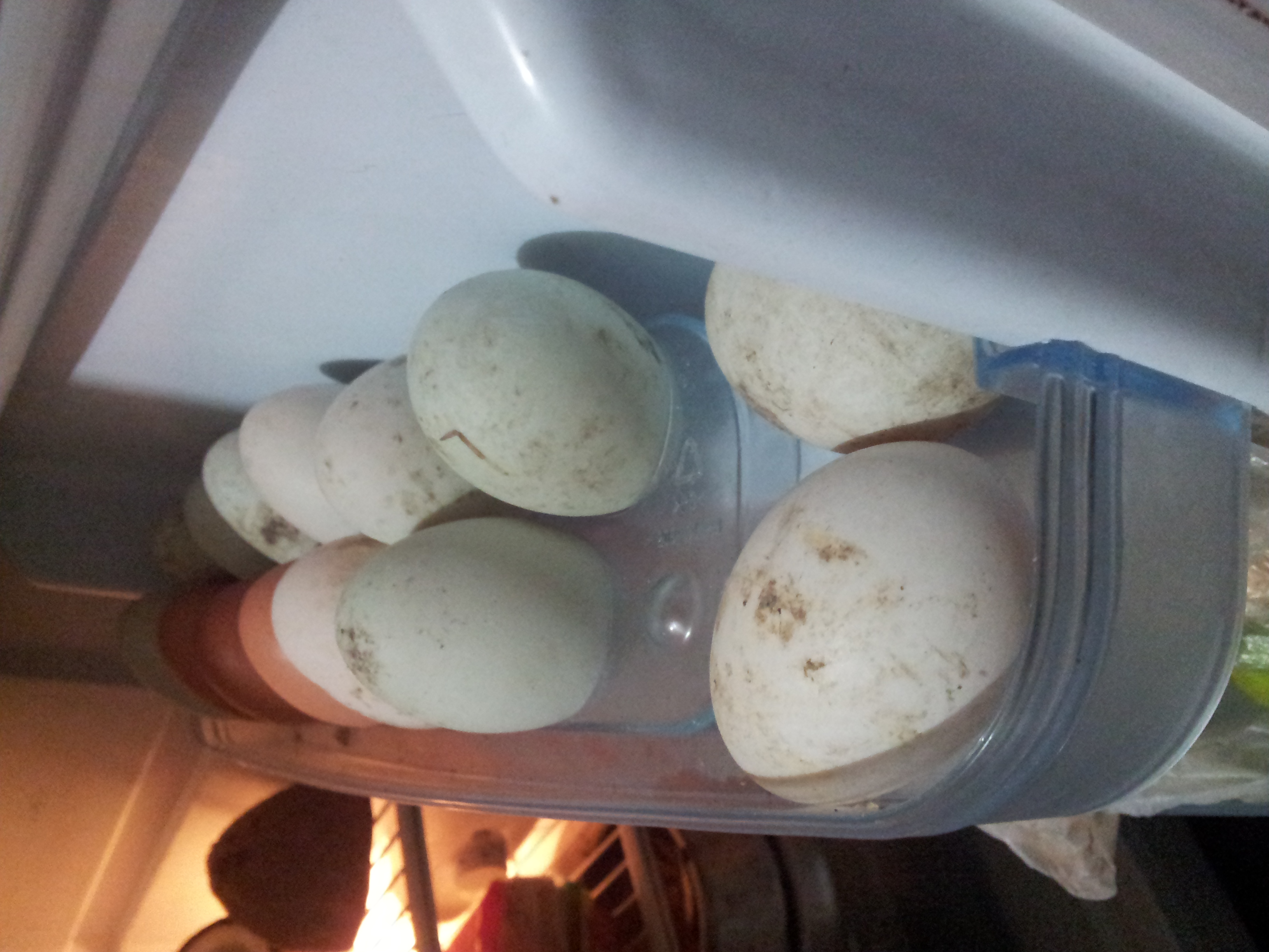 Storing Eggs in Those Cute Built-In Door Holders - A Design Flaw in Plain Sight (image credits: wikimedia)