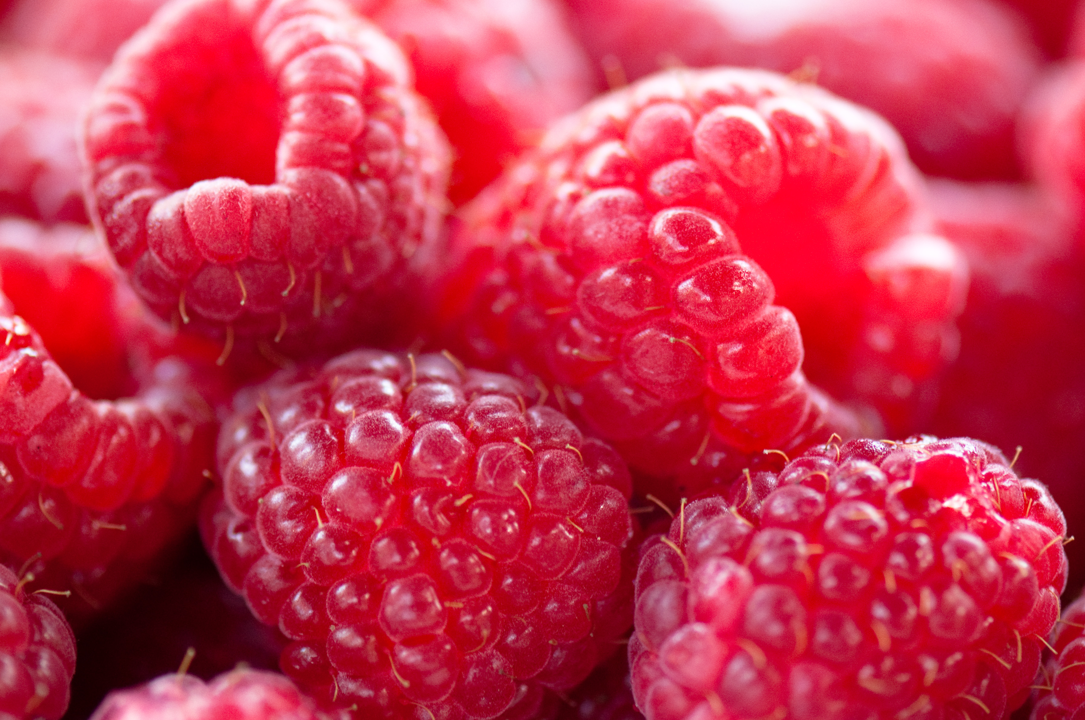Raspberries: Tiny Berries, Big Benefits (image credits: wikimedia)