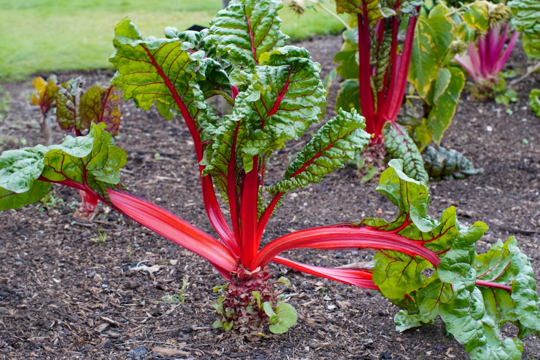 Kale: The Undisputed Nutrient King (image credits: unsplash)