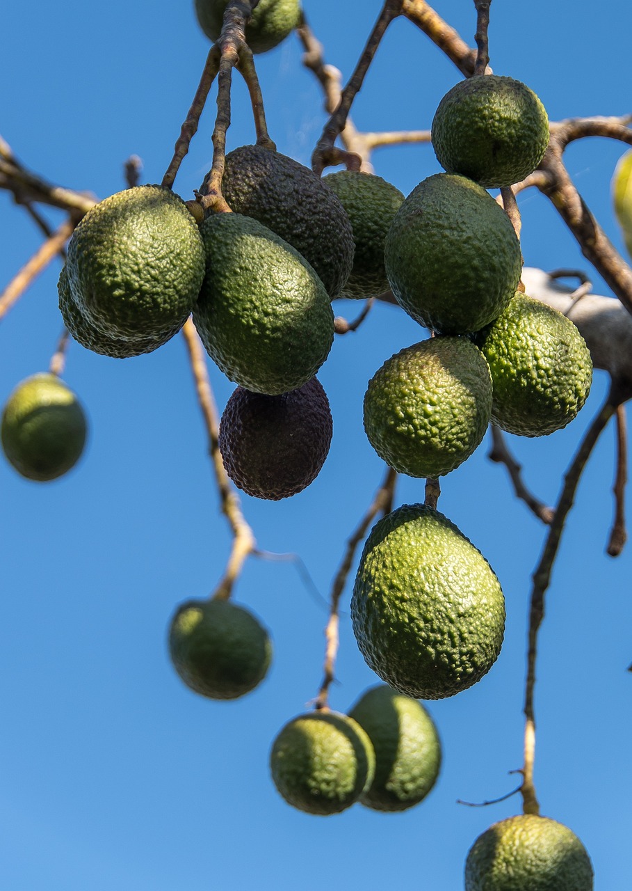 Avocado 🥑 (Yes, It’s a Fruit!) (image credits: pixabay)