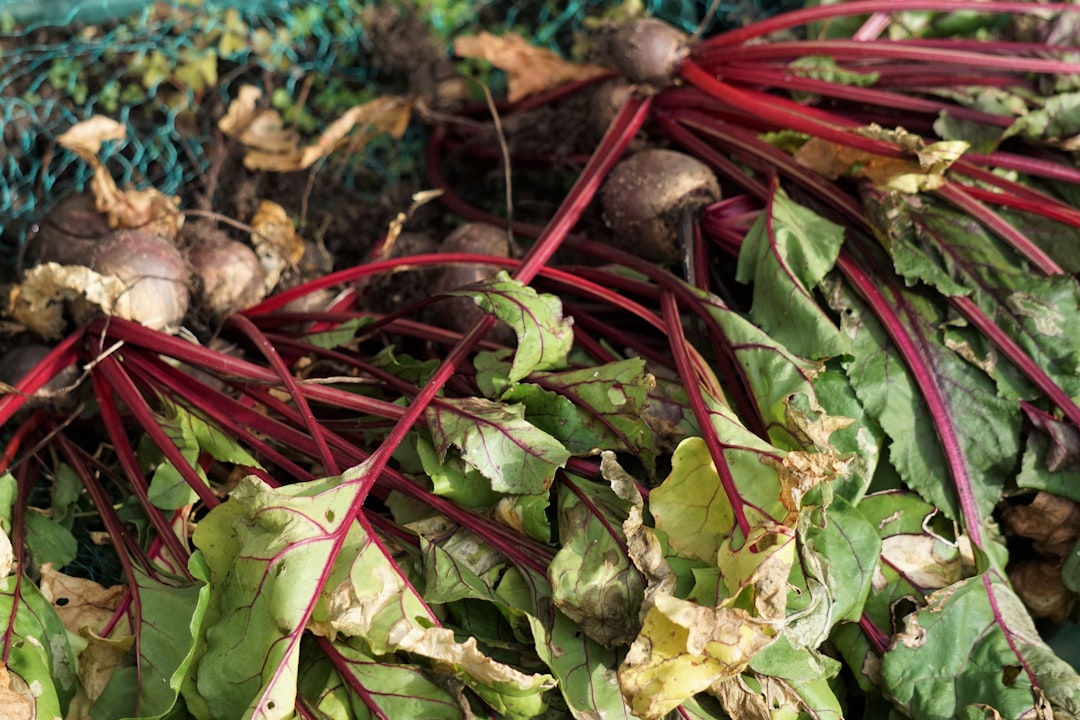 Beets: The Earthy Endurance Athletes (image credits: unsplash)