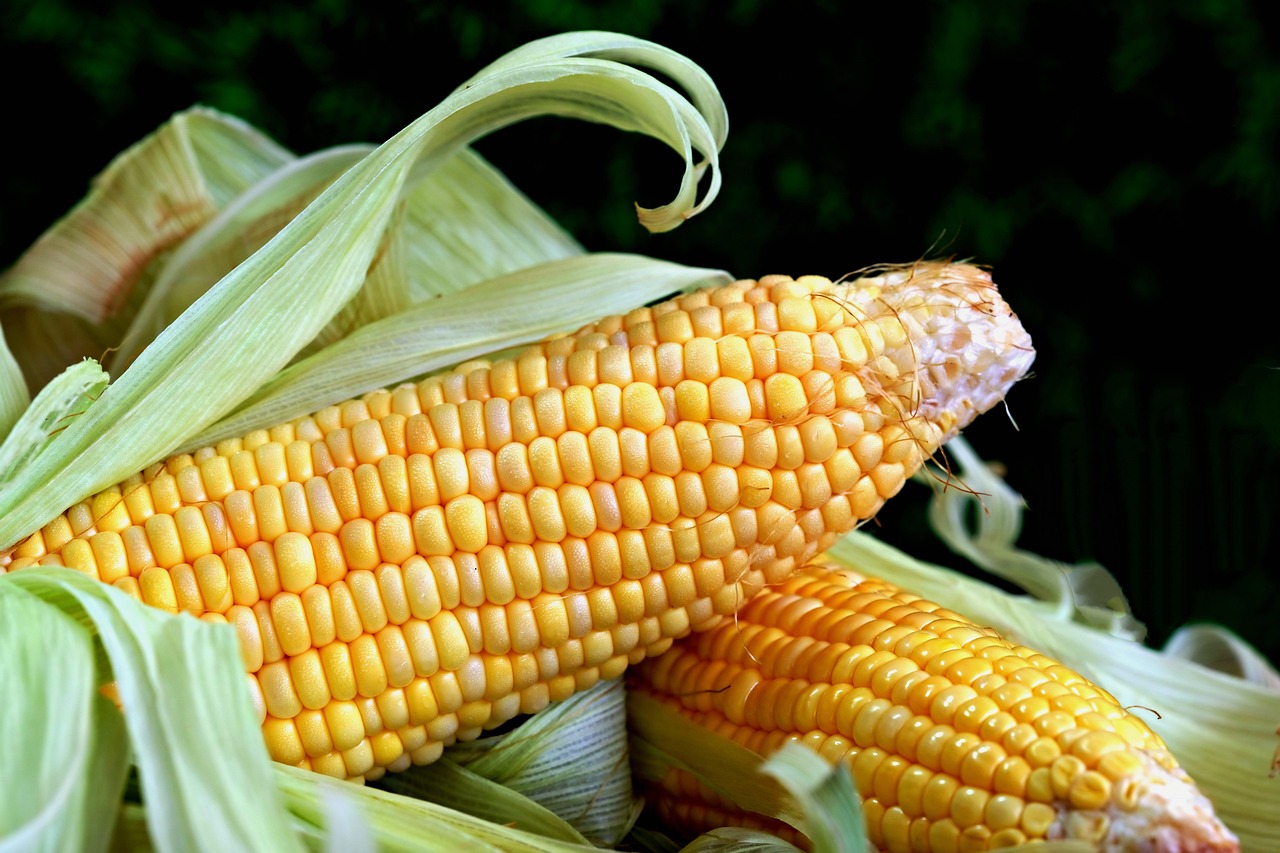 11. Corn (image credits: pixabay)
