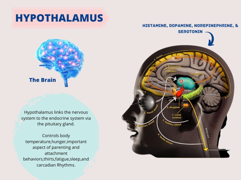 The Dopamine Connection and Addiction Pathway (image credits: By Luke895, CC BY-SA 4.0, https://commons.wikimedia.org/w/index.php?curid=122330775)