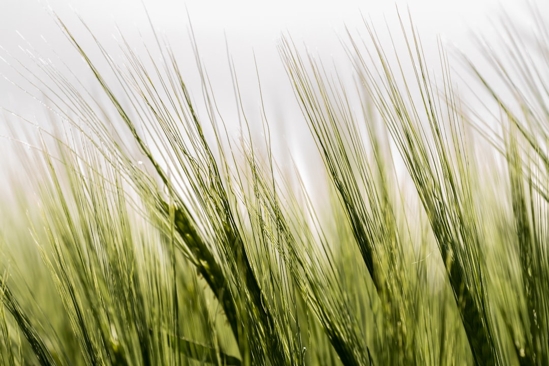 Barley: The Beta-Glucan Beast (image credits: unsplash)