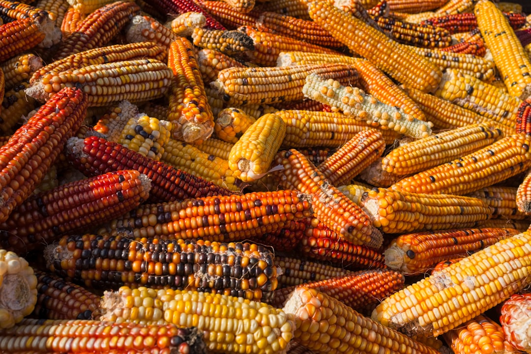 Not Understanding Different Corn Varieties and Their Uses (image credits: unsplash)