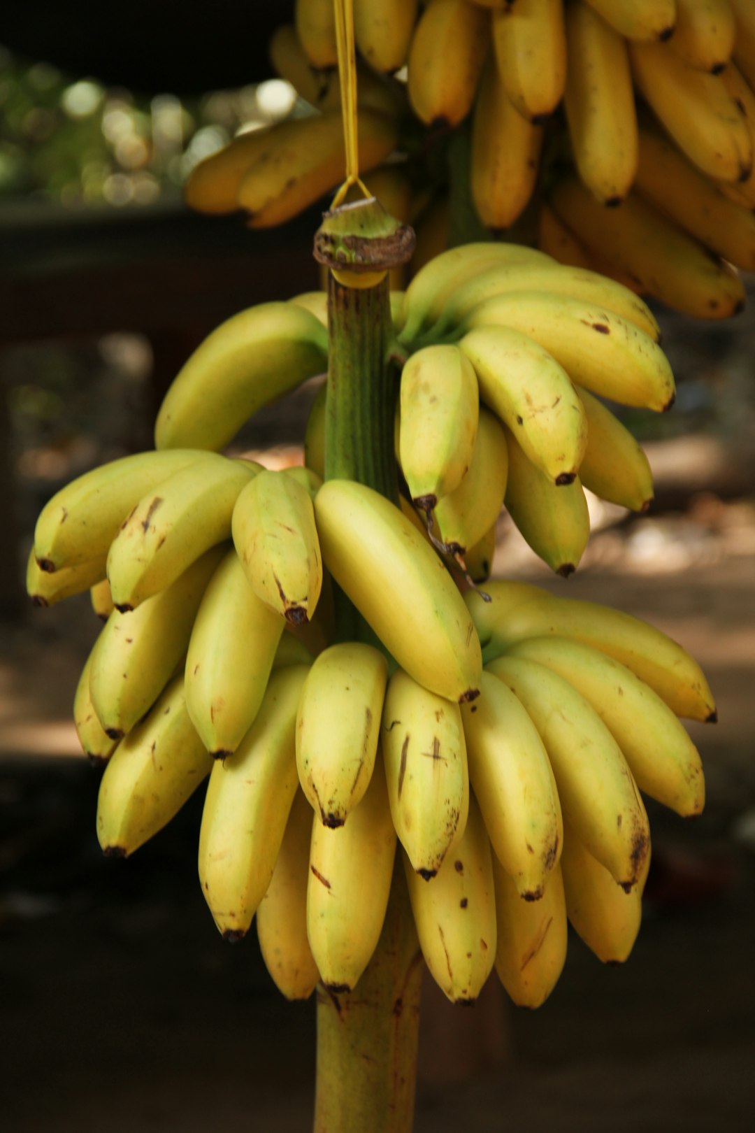 Bananas: The Curved Culprit (image credits: unsplash)