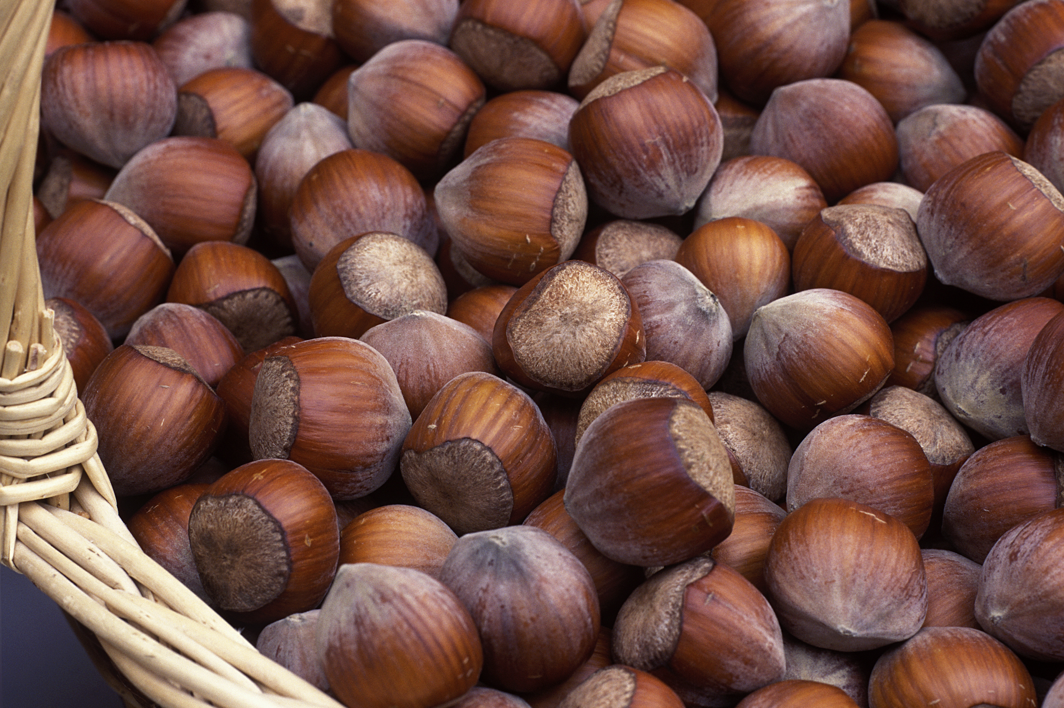 Hazelnuts: The Chocolate Lover’s Choice (image credits: wikimedia)