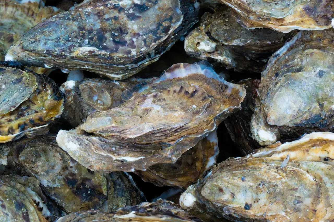 8. Oysters - The Zinc-Rich Secret Weapon for Retinal Health (Image Credits: Pixabay)