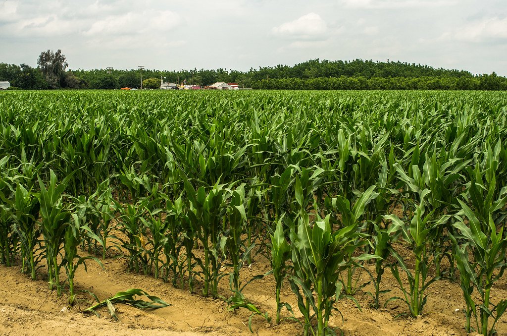 Widespread Drought Transforms Agricultural Landscapes (image credits: flickr)