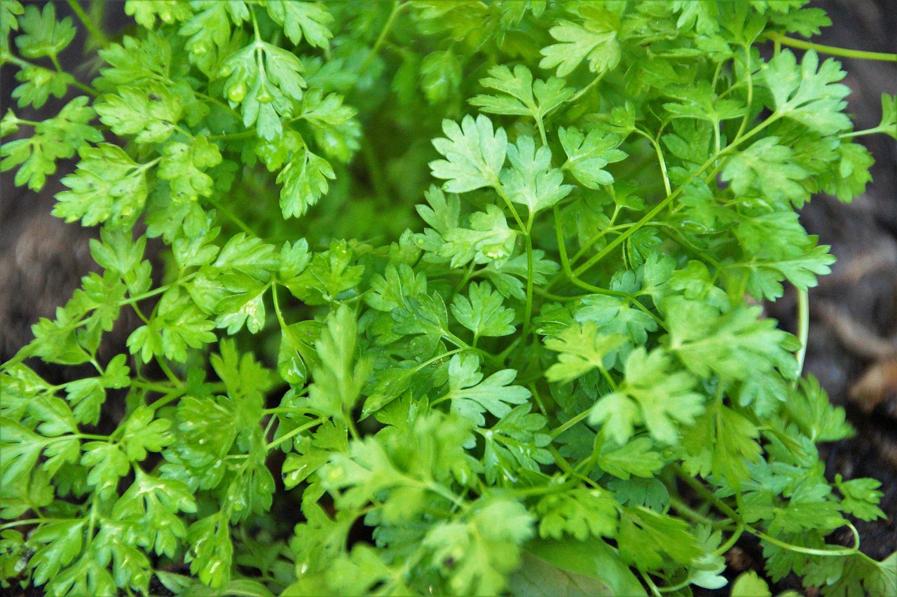 Chervil (image credits: pixabay)