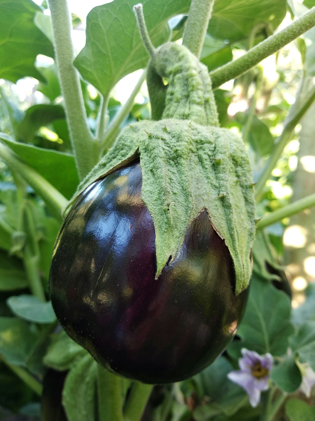 Eggplants - The Purple Berries (image credits: unsplash)